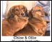 MY POOCHES